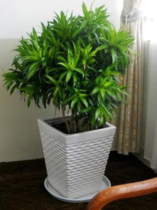 拱墅區(qū)景香花卉公司 卓越服務(wù)與綠化植物租賃專家