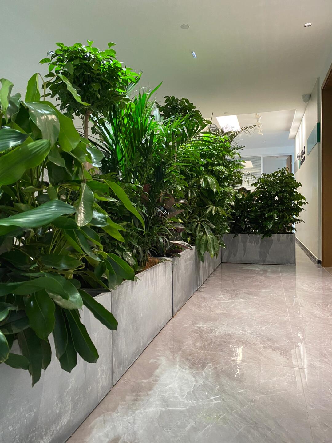 綠意空間，靈動隔斷 專業(yè)植物租賃與造景服務(wù)打造辦公新生態(tài)