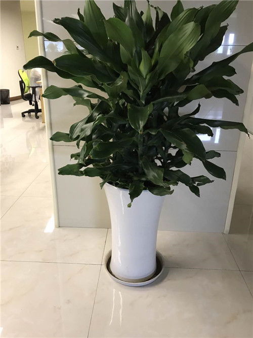 青浦區(qū)與浦東新區(qū)綠植租賃及養(yǎng)護(hù)服務(wù)指南 聯(lián)系電話與費(fèi)用解析