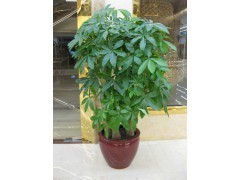 天河區(qū)蘿崗區(qū)租花買花 | 廣州植物租賃，您的辦公綠化專家